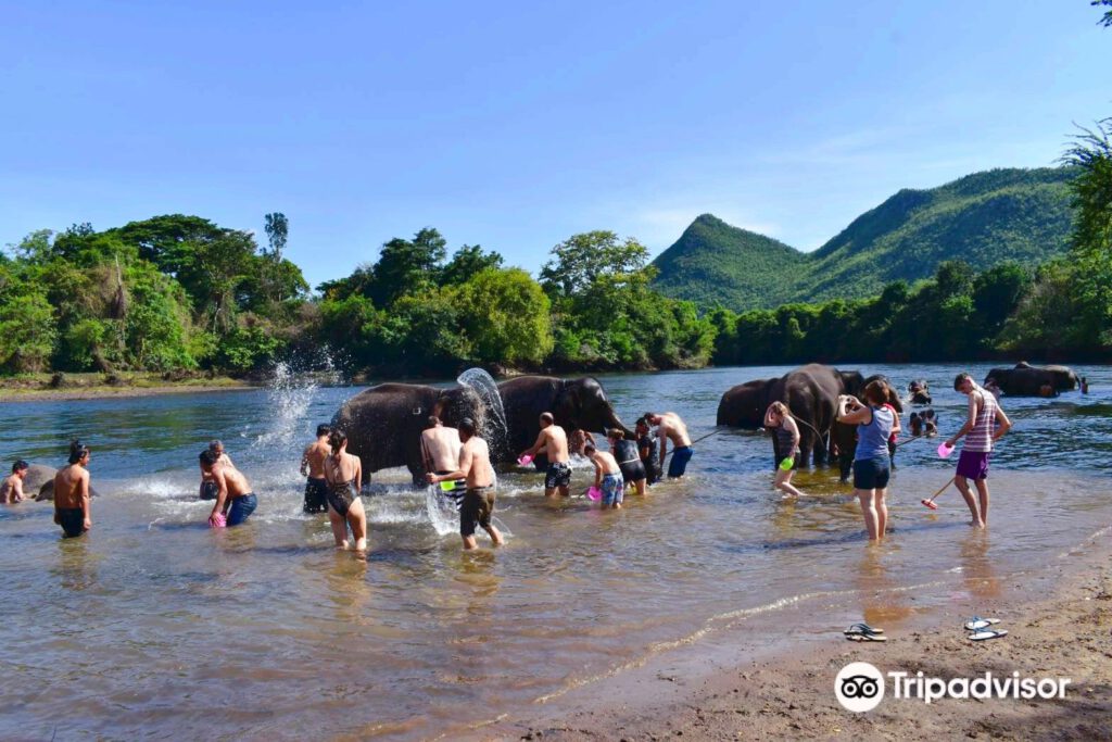 elephant thailand