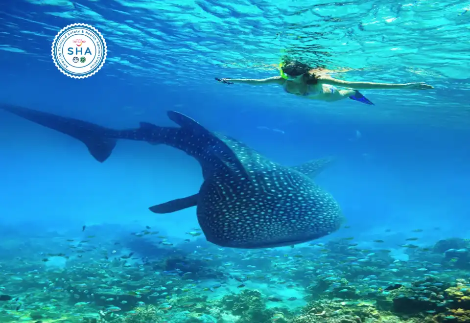 travel like a local Phuket